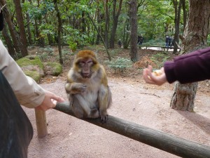French monkeys love popcorn